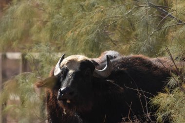 Nehir bufaloları. Ürdün 'deki Al Azrak rezervinde üretilmiş vahşi ungulates türleri. Amman 'a içme suyu sağlayan kuru bataklıklar..