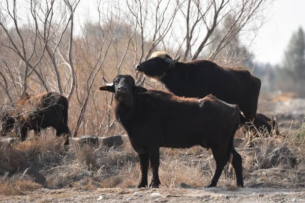 River Buffalos Species Wild Ungulates Reproduced Azrak Reserve Jordan Drying — Stock Photo, Image