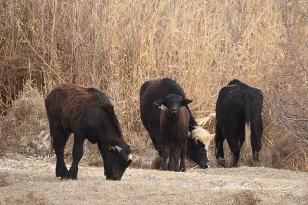 River Buffalos Species Wild Ungulates Reproduced Azrak Reserve Jordan Drying — Stock Photo, Image