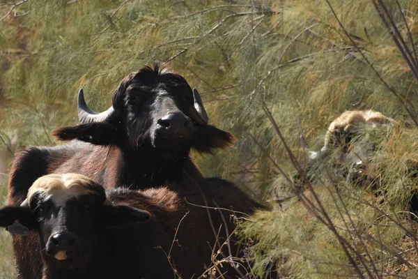 River Buffalos Species Wild Ungulates Reproduced Azrak Reserve Jordan Drying — Stock Photo, Image