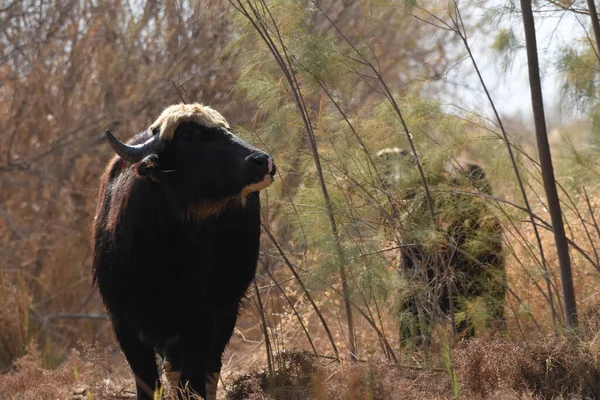 River Buffalos Species Wild Ungulates Reproduced Azrak Reserve Jordan Drying — Stock Photo, Image