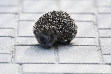 Kentin sokakları ve evleri arasında bir akşam yürüyüşünde yemek arayan üç genç insanla dikenli kirpi anne. Omnivore memelileri geceleri etkin.