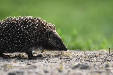Kentin sokakları ve evleri arasında bir akşam yürüyüşünde yemek arayan üç genç insanla dikenli kirpi anne. Omnivore memelileri geceleri etkin.