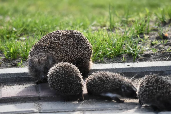 Prickly hedgehog mother with three young people looking for food on an evening walk between houses and streets of the city. Omnivore mammals active at night.