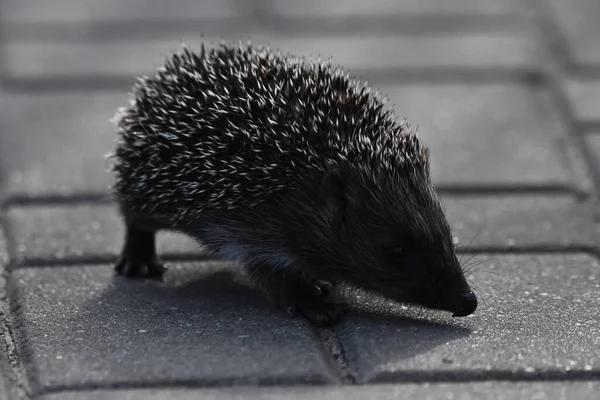 市内の家や通りの間の夜の散歩で食べ物を探している3人の若い人とかなりハリネズミの母親 夜間に活動するオムニヴォア哺乳類 — ストック写真