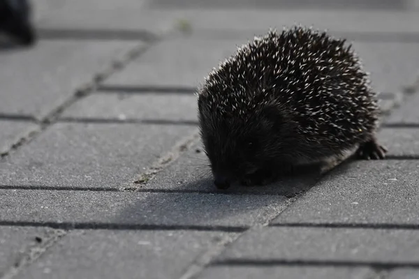 Prickly hedgehog mother with three young people looking for food on an evening walk between houses and streets of the city. Omnivore mammals active at night.