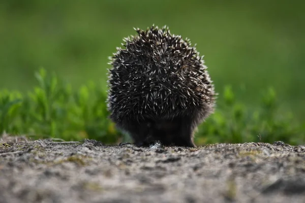 Prickly Igelkott Mor Med Tre Unga Människor Som Söker Mat — Stockfoto