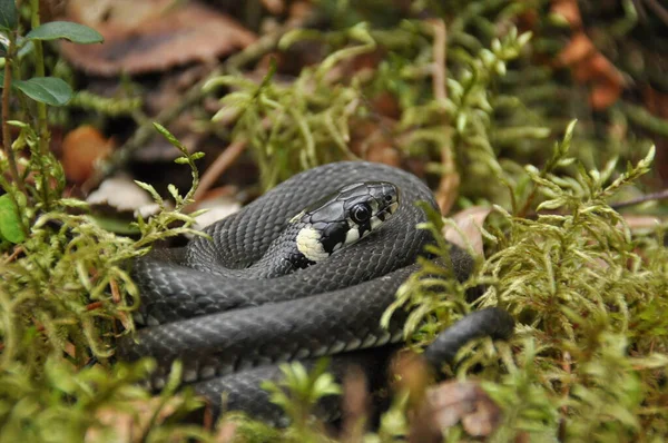 Serpent Herbe Reposant Chassant Dans Les Bois Pour Les Victimes — Photo