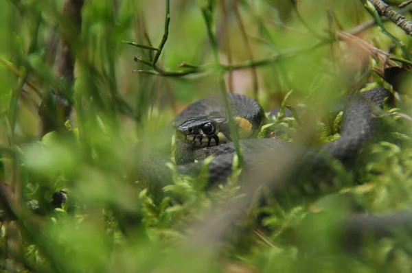 Tráva Had Odpočívá Loví Lese Pro Menší Oběti Jedovatý Had — Stock fotografie