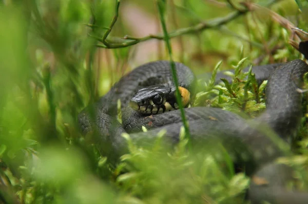 Wąż Trawiasty Odpoczywa Poluje Lesie Mniejsze Ofiary Jadowity Wąż Żółtymi — Zdjęcie stockowe