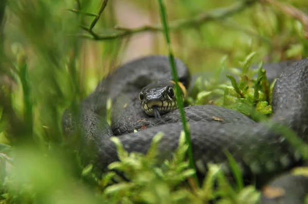 Grass Snake Resting Hunting Woods Smaller Victims Venomous Snake Yellow — Stock Photo, Image