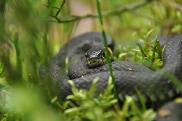 Tráva Had Odpočívá Loví Lese Pro Menší Oběti Jedovatý Had — Stock fotografie