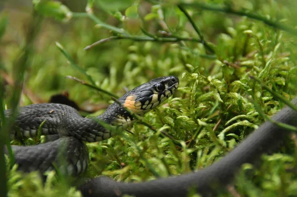 Serpente Grama Descansando Caçando Floresta Para Vítimas Menores Uma Cobra — Fotografia de Stock
