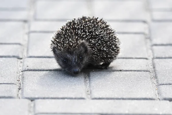 Prickly Igelkott Mor Med Tre Unga Människor Som Söker Mat Stockfoto