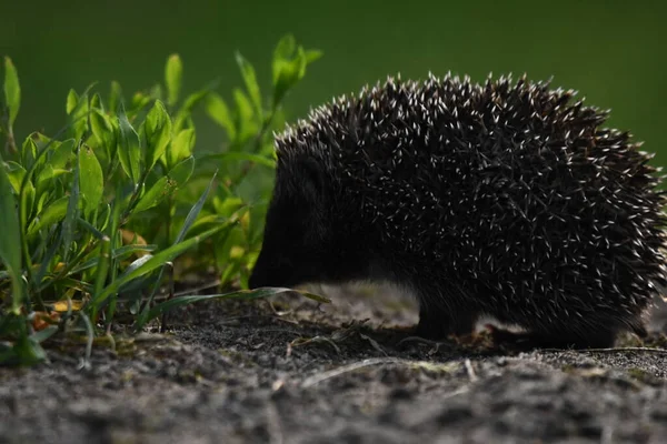 Prickly Igelkott Mor Med Tre Unga Människor Som Söker Mat Stockbild