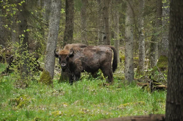 Polonya 'daki Bialowieza Ormanı Ulusal Parkı' ndaki bir ormanda otlayan Avrupalı bizon.