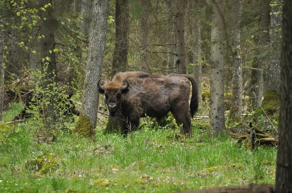 Pâturage Bisons Européens Dans Une Clairière Forestière Dans Parc National — Photo
