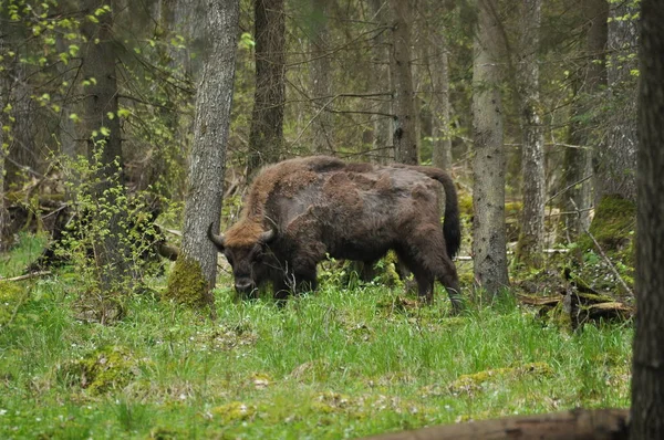 Pastoreo Europeo Bisontes Claro Bosque Parque Nacional Bosque Bialowieza Polonia Imagen de stock