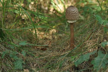 Yenilebilir mantarlar. Hassasiyet. Tabaklara ilave. Sonbahar mantarı toplama