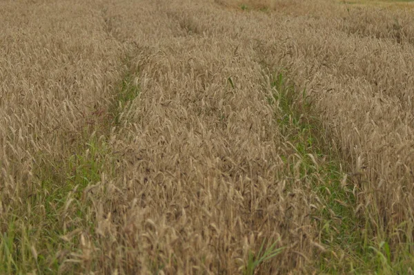 Grano Nei Campi Orecchie Mature Raccolto Grano Farina Aziende Agricole — Foto Stock