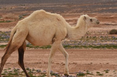 Bir deve sürüsü çöl çiçekleri arasında doğu Ürdün çöllerinde geziniyor. Deve kuru toprakta yiyecek arıyor..