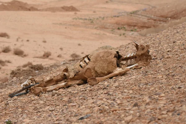 Camello Muerto Desierto Borde Camino Jordania Víctima Colisión Enfermedad Del — Foto de Stock