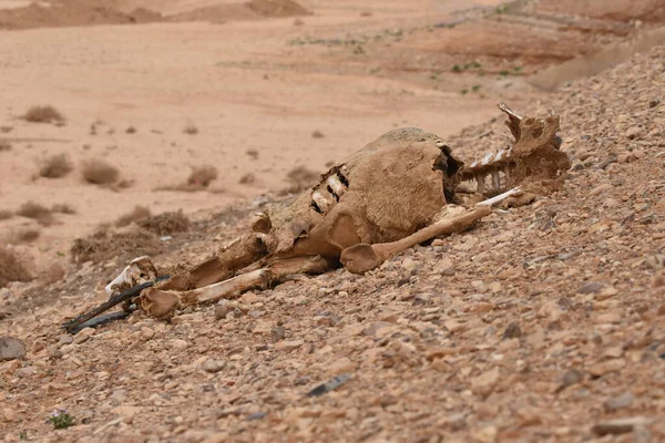Ein Totes Kamel Der Wüste Rande Einer Straße Jordanien Opfer — Stockfoto