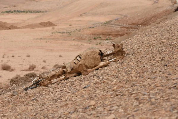 Camello Muerto Desierto Borde Camino Jordania Víctima Colisión Enfermedad Del — Foto de Stock