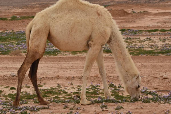 Uma Manada Camelos Vagando Pelos Desertos Leste Jordão Durante Floração — Fotografia de Stock