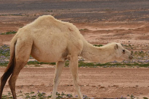 Стадо Верблюдов Бродит Пустыням Восточной Иордании Время Цветения Пустыни Верблюды — стоковое фото