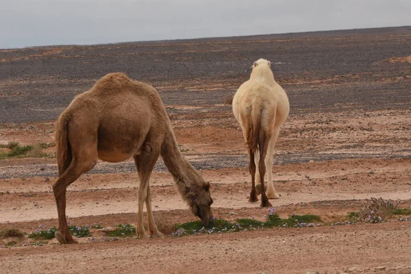 Eine Kamelherde Die Während Der Wüstenblüte Durch Die Wüsten Ostjordanlands — Stockfoto