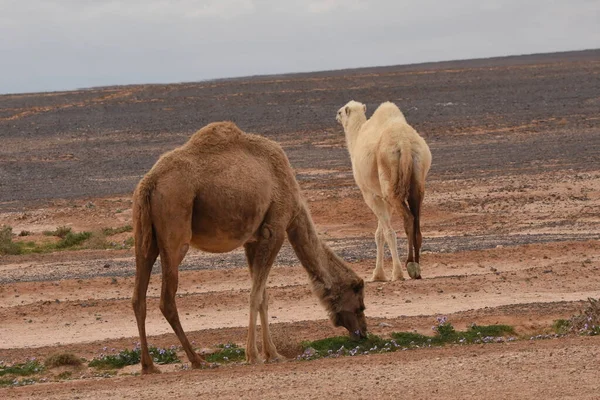 Una Mandria Cammelli Vaga Attraverso Deserti Del Giordano Orientale Durante — Foto Stock