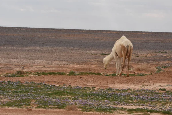 Troupeau Chameaux Errant Dans Les Déserts Est Jourdain Pendant Floraison — Photo