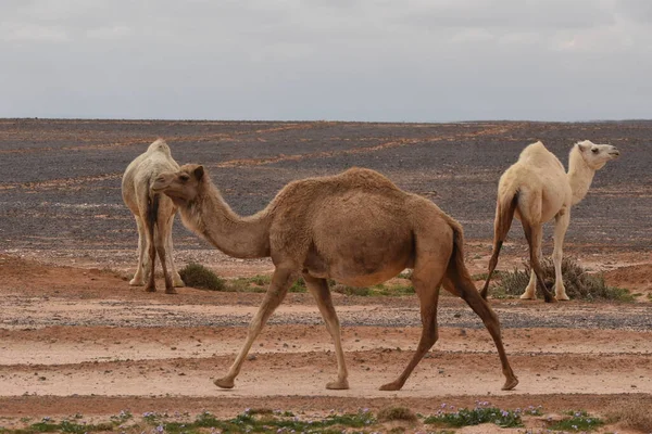 Una Mandria Cammelli Vaga Attraverso Deserti Del Giordano Orientale Durante — Foto Stock