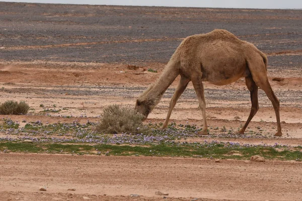 Una Manada Camellos Vagando Por Los Desiertos Del Este Jordania —  Fotos de Stock