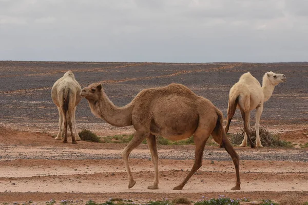 Una Mandria Cammelli Vaga Attraverso Deserti Del Giordano Orientale Durante — Foto Stock