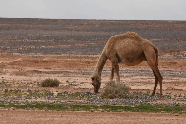 Eine Kamelherde Die Während Der Wüstenblüte Durch Die Wüsten Ostjordanlands — Stockfoto