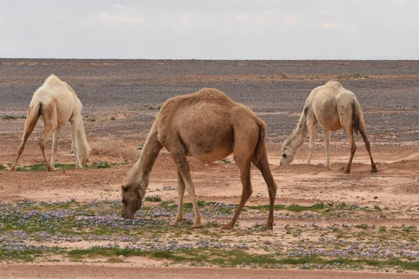 Eine Kamelherde Die Während Der Wüstenblüte Durch Die Wüsten Ostjordanlands — Stockfoto