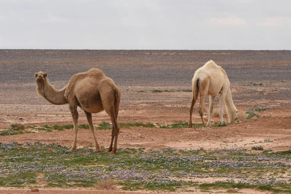 Eine Kamelherde Die Während Der Wüstenblüte Durch Die Wüsten Ostjordanlands — Stockfoto