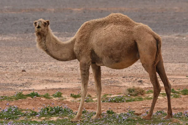 Eine Kamelherde Die Während Der Wüstenblüte Durch Die Wüsten Ostjordanlands — Stockfoto