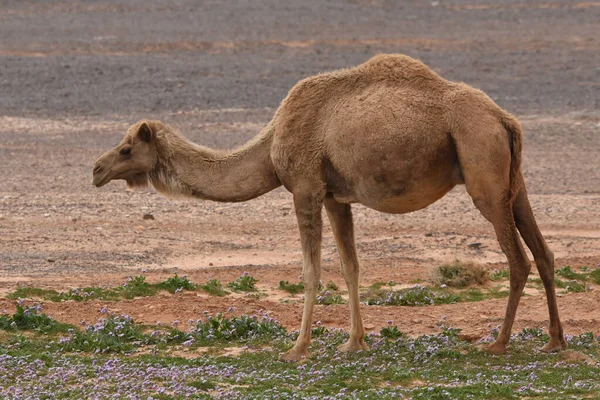 Herd Camels Wandering Deserts Eastern Jordan Desert Flowering Camels Looking — Stock Photo, Image