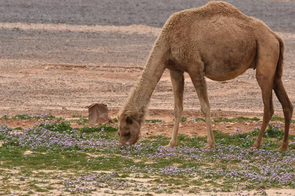 Flock Kameler Vandrar Genom Östra Jordans Öknar Ökenblomningen Kameler Som — Stockfoto