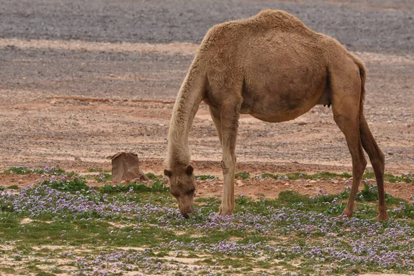 Flock Kameler Vandrar Genom Östra Jordans Öknar Ökenblomningen Kameler Som — Stockfoto