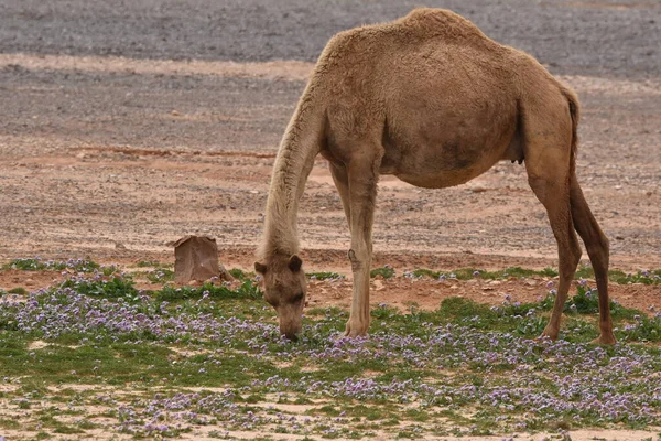 砂漠の開花の間 ヨルダン東部の砂漠をさまよっているラクダの群れ 乾燥したハード地面に食べ物を探しているラクダ — ストック写真