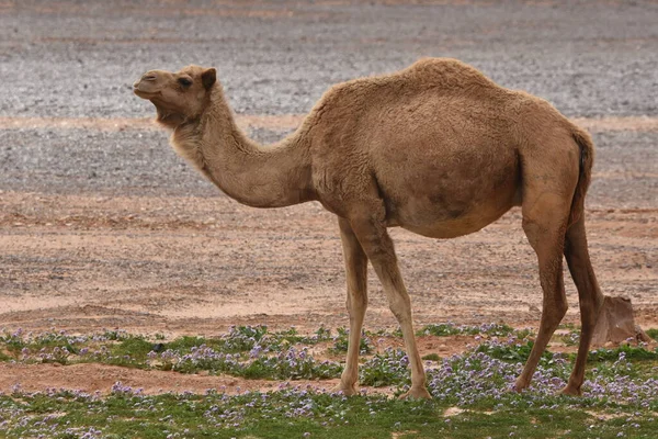 Uma Manada Camelos Vagando Pelos Desertos Leste Jordão Durante Floração — Fotografia de Stock