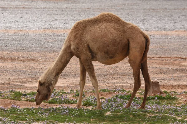 一群骆驼在沙漠盛开的时候在约旦东部的沙漠中游荡 骆驼在干枯的硬地上觅食 — 图库照片