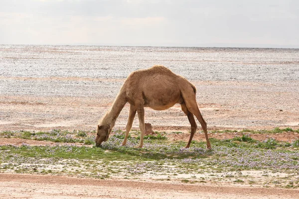Стадо Верблюдов Бродит Пустыням Восточной Иордании Время Цветения Пустыни Верблюды — стоковое фото