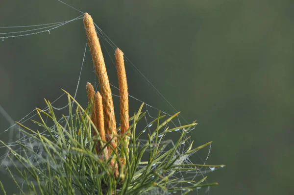 Giovani Germogli Pino Che Crescono Primavera Sulle Punte Degli Alberi — Foto Stock