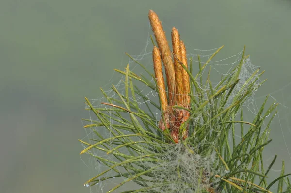 Brotes Jóvenes Pino Que Crecen Primavera Las Puntas Los Árboles —  Fotos de Stock