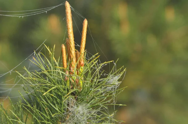 Brotes Jóvenes Pino Que Crecen Primavera Las Puntas Los Árboles —  Fotos de Stock